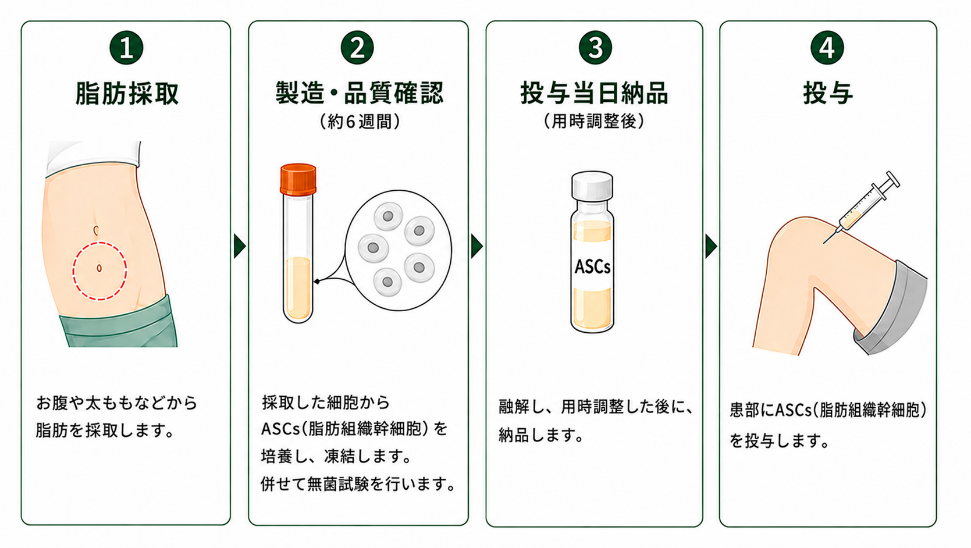 脂肪採取から投与までのASCsの流れ